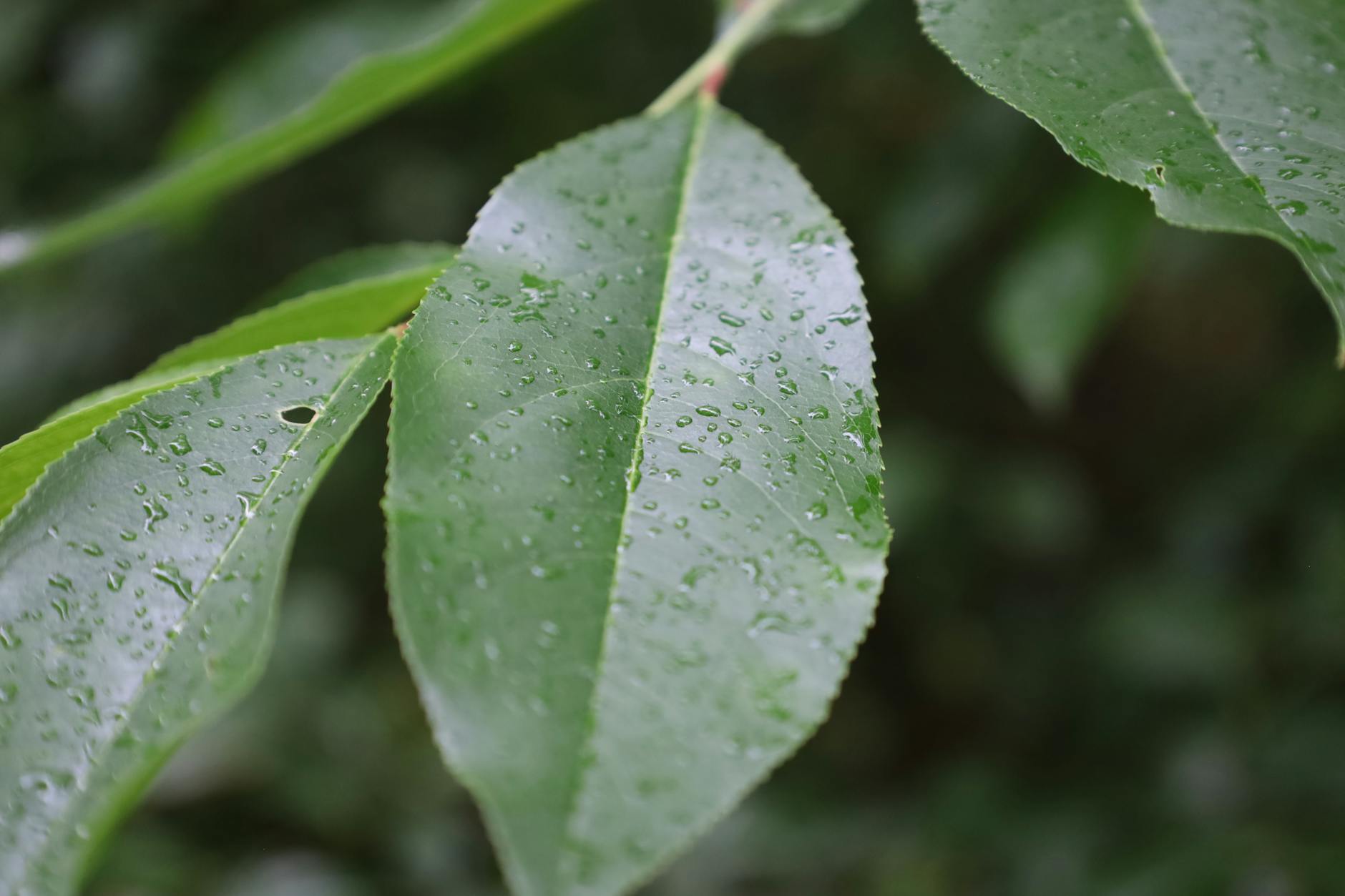 Dofinansowanie pomp ciepła w Rybniku – zwrot do 100%